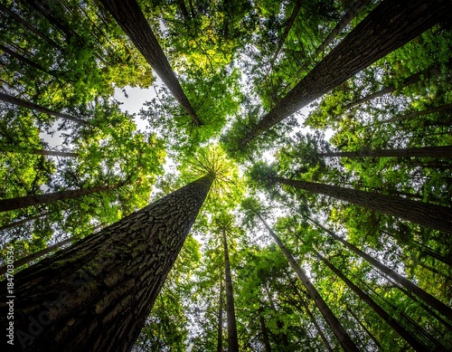 Towering Forest Canopy Perspective: Lush Green Trees, Sunlight, & Natural Woodland Environment