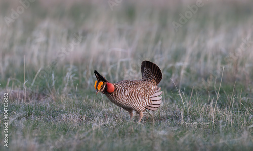 Greater Prairie Chicken booming on the prairie