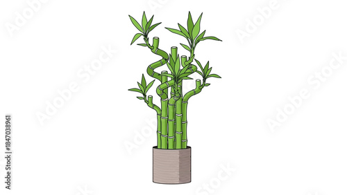 Potted lucky bamboo plant with twisted stalks on white background