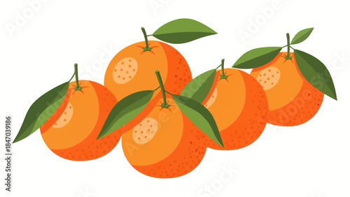 Vector illustration of fresh oranges with green leaves on white background