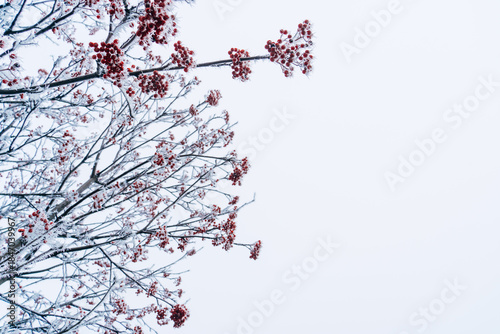 Foto Red rowan berries on the branches covered with frost