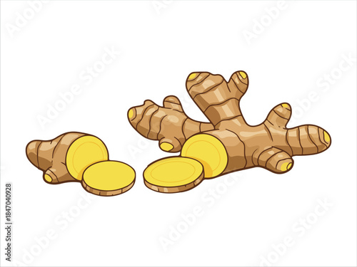 Illustration of ginger root and slices on a white background