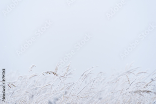 Delicate white branches in frost in a light misty landscape