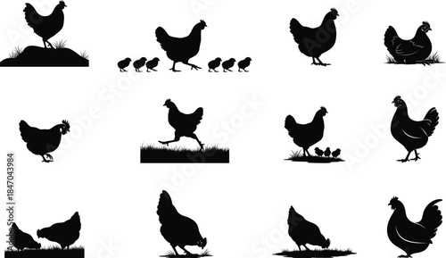 Silhouette of various chickens in different poses and settings silhouette