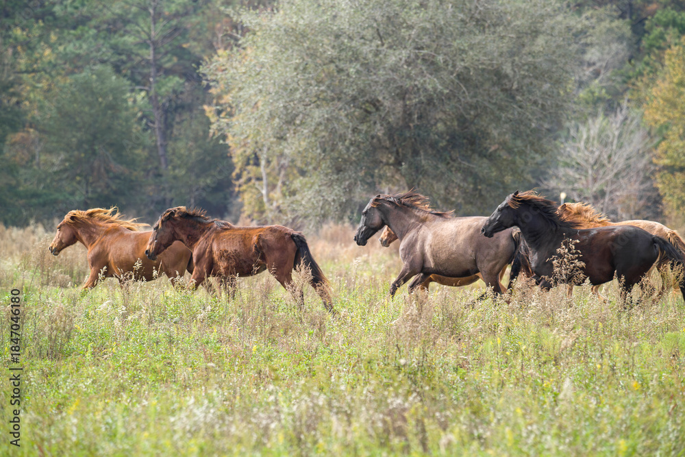 Fototapeta premium Herd of wild kept Spanish Mustang mares in open meadow.