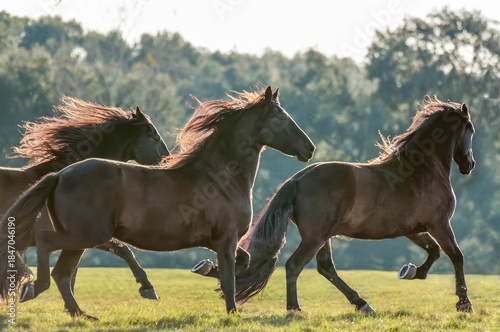 Herd of adult female Friesian  Horse mares gallop across backlit grass field