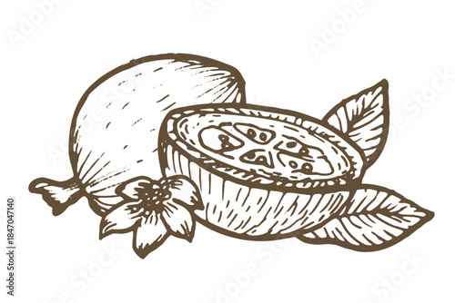 Hand drawn guava fruit whole, pieces and flower with leaves isolated on transparent background in vector file. Vintage sketch in linear style. Guava tropical fruit.