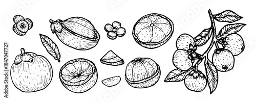 Mangosteen illustration set. Tropical fruits, halves, slices, leaves, vintage hand-drawn Asian plant, exotic natural food art isolated on white.
