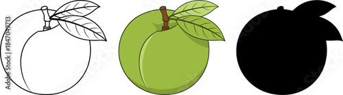 Fresh green apricot or plum with leaves, healthy organic fruit vector illustration set.