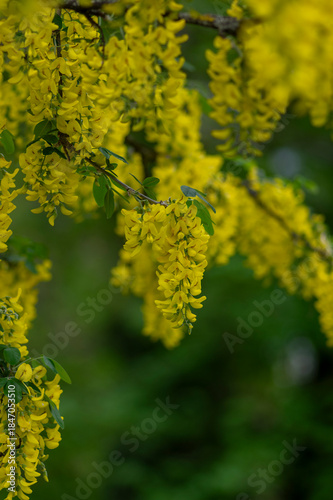 Laburnum anagyroides ornamental yellow shrub branches in bloom against blue sky, flowering small tree