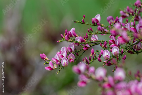 Cytisus scoparius scotch broom ornamental flowers in bloom, purple pink bright color flowering plant