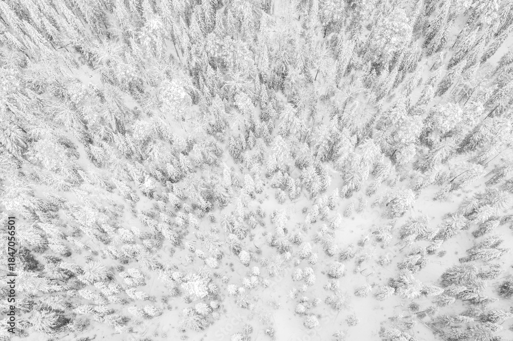 Fototapeta premium Aerial drone view of the forest in winter. Winter landscape with fir trees in snow from above