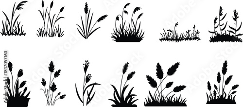 Set of cattail and reed grass silhouettes, wetland marsh plants collection for nature landscapes, botanical design, environmental illustration and outdoor scenery