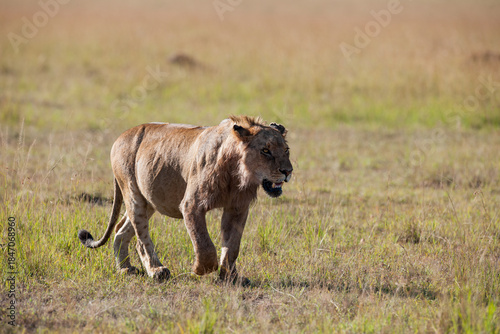 lion in the savannah