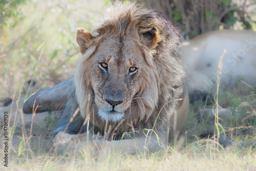 lion in the grass