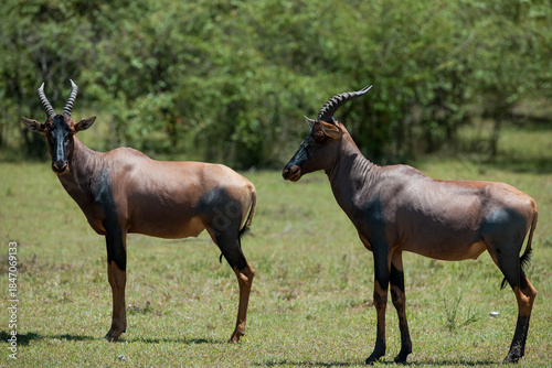 antelope in the wild