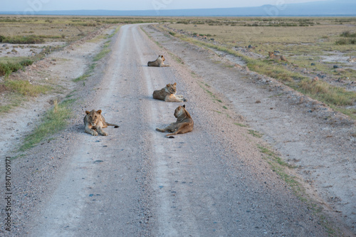 Lions on the road
