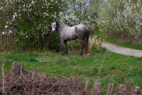 Gray Horse Standing Near Blossoming Trees in Spring Meadow