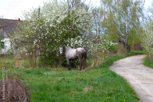 Gray Horse Standing Near Blossoming Trees in Spring Meadow