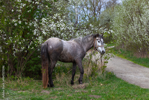 Gray Horse Standing Near Blossoming Trees in Spring Meadow