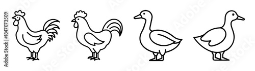 Simple line art illustrations of roosters and ducks, representing farmyard poultry