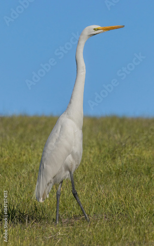 Great Egret Non-Breeding Adult Foraging in Grassland. Arastradero Preserve, Santa Clara County, California, USA.
