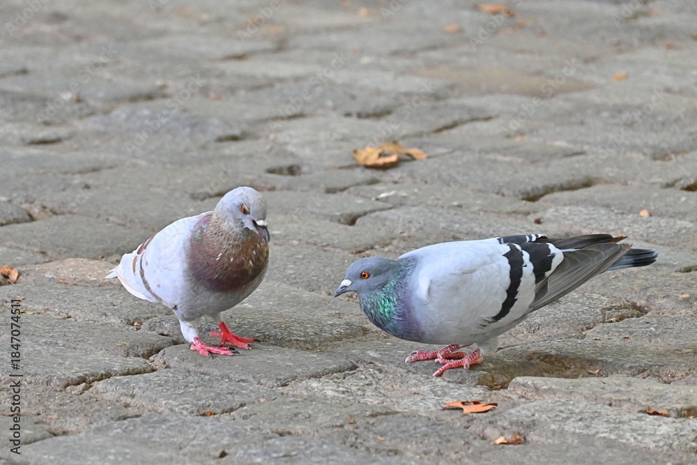 Fototapeta premium A tender moment from city life – two pigeons standing opposite each other on an old cobblestone pavement. The photo conveys a sense of calm, balance 