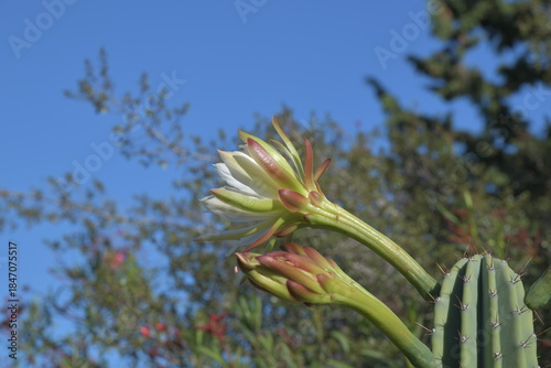 Die Blüte eines Peruanischen Stangenkaktus