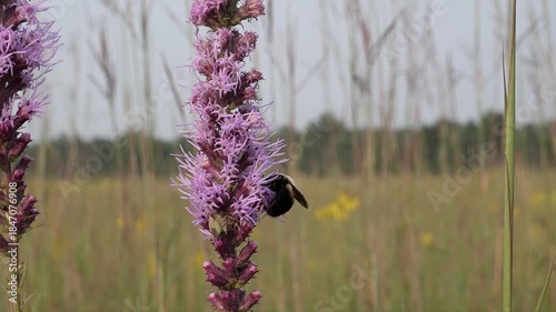 A bumblebee gets some nectar then flies away.