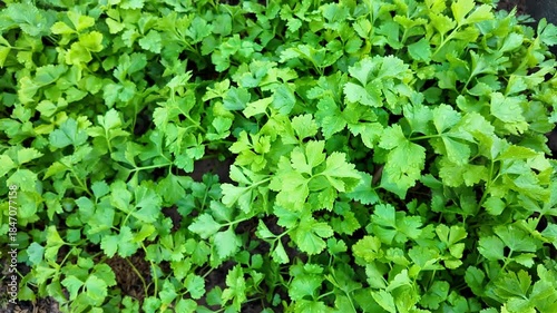 Wallpaper Mural Vibrant Fresh Green Cilantro Leaves Aromatic Herb Foliage Showcasing Healthy Growth for Cooking and Seasoning in Your Culinary Creations Torontodigital.ca