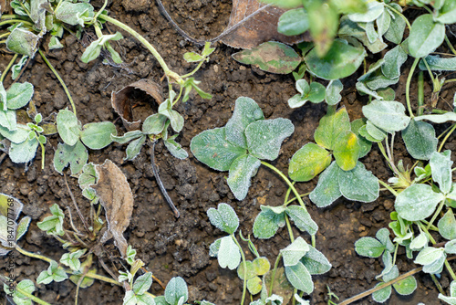 Four leaf clover covered with frost growing on soil ground. Close-up nature photography of frozen green clover leaves on earth background. Luck symbol and winter season concept for design and print. 