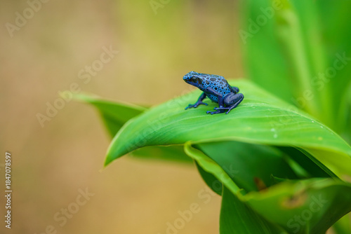 The blue poison dart frog or blue poison arrow frog (Dendrobates tinctorius 