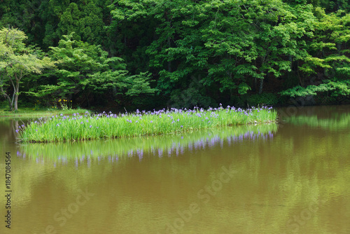 カキツバタ群生地
