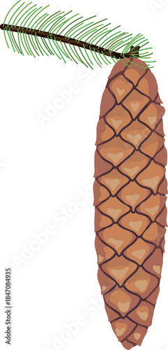 Spruce cone isolated on white background