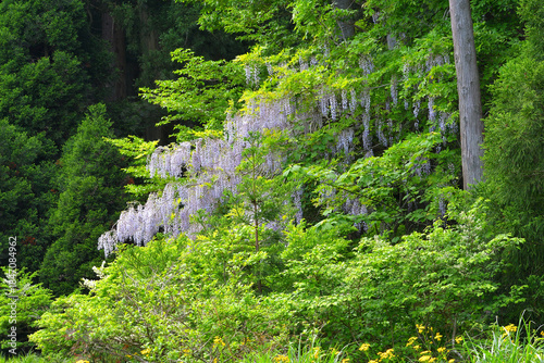 山の中で咲く藤の花
