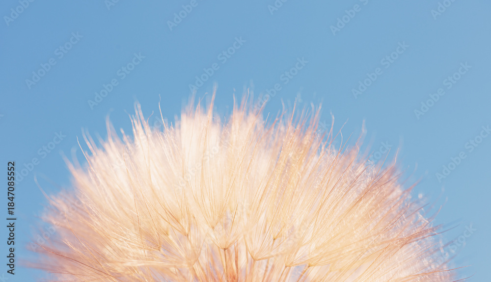 Fototapeta premium Dandelion flower on Blue abstract background extreme closeup with soft focus.