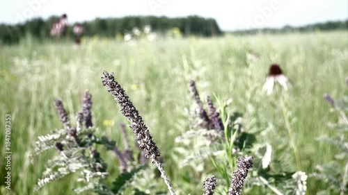 Lead plant sways back and forth in the wind on a summer day.