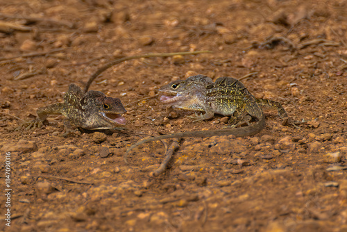 Two Brown Anole (Anolis sagrei) Fighting on Kauai, HI