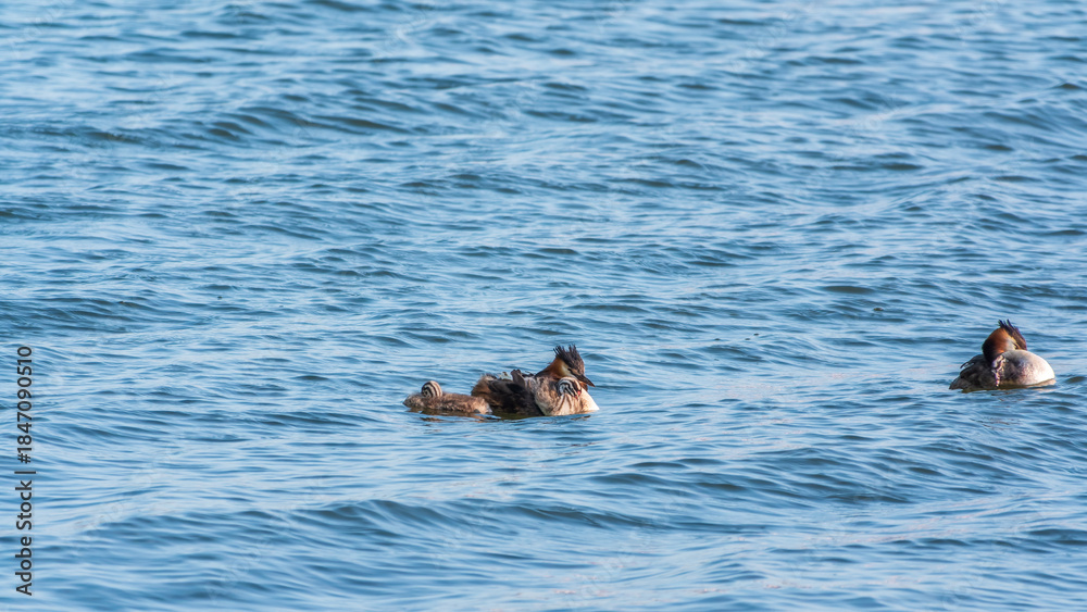 Fototapeta premium The waterfowl bird, great crested grebe with chick, swimming in the lake.