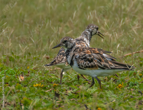 Ruddy Turnstone (Arenaria interpres) on Kauai, HI