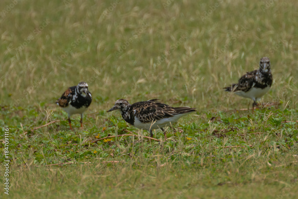 Fototapeta premium Ruddy Turnstone (Arenaria interpres) on Kauai, HI