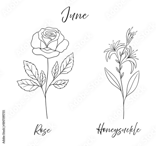 June birth flowers rose and honeysuckle, line art vector illustrations set, black and white botanical drawing. Elegant floral sketch, hand drawn monochrome flower design, tattoo style.
