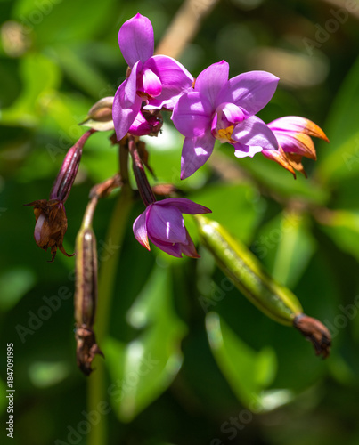 Philippine Ground Orchid (Spathoglottis plicata) on Kauai, HI