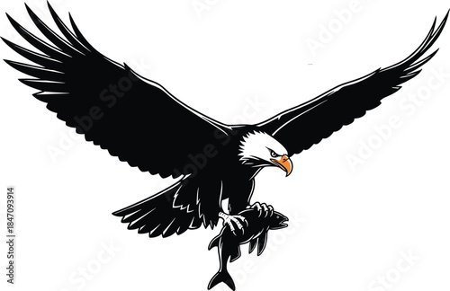Bald eagle flying with fish in talons bird bald eagle, eagle, bird, fish, flying, talons, white background, black and white orange beak, wings spread, feathers, wildlife, animal, bald, black, white, f