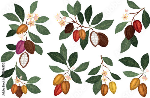 vector illustration set featuring cocoa branches with ripe cacao pods, green leaves, and delicate pink flowers, various stages of cocoa pod ripening and botanical details