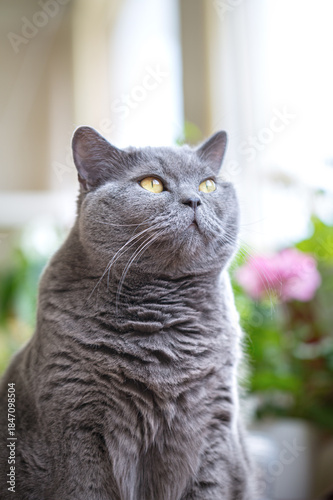 An adult British Shorthair cat sits by the window on the balcony, surrounded by houseplants.