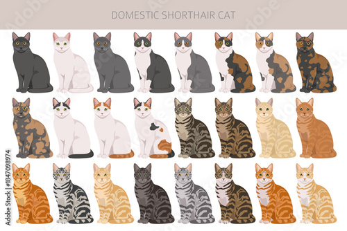 Domestic shorthair Cat clipart. All coat colors set. Vector illustration