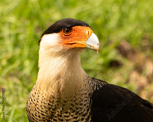 Crested Caracara in Costa Rica