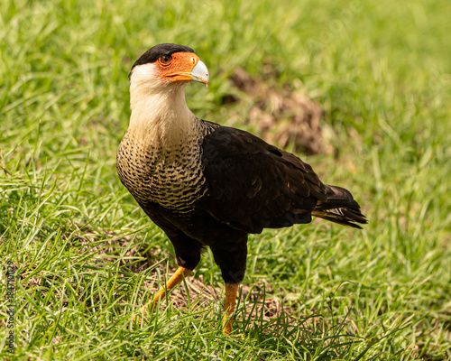 Crested Caracara in Costa Rica