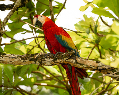 Scarlet Macaw in an Almond Tree in Costa Rica